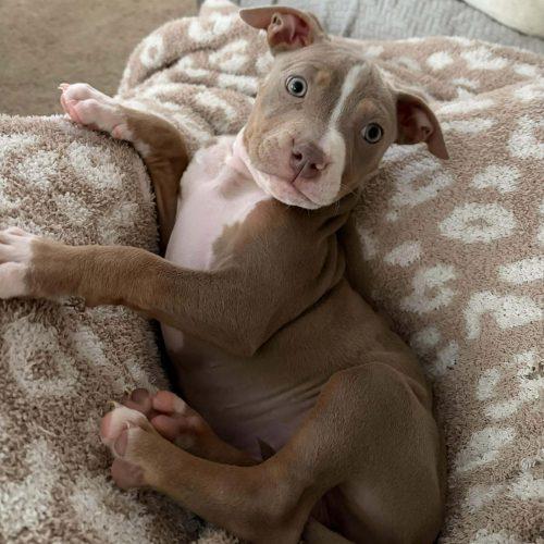 Phoebe, a Adoptable mixed breed in Georgetown, KY image 3/5