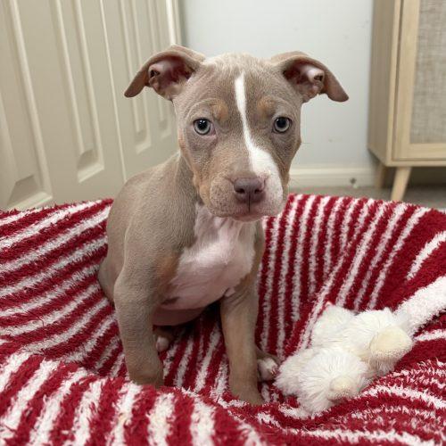 Phoebe, a Adoptable mixed breed in Georgetown, KY image 5/5