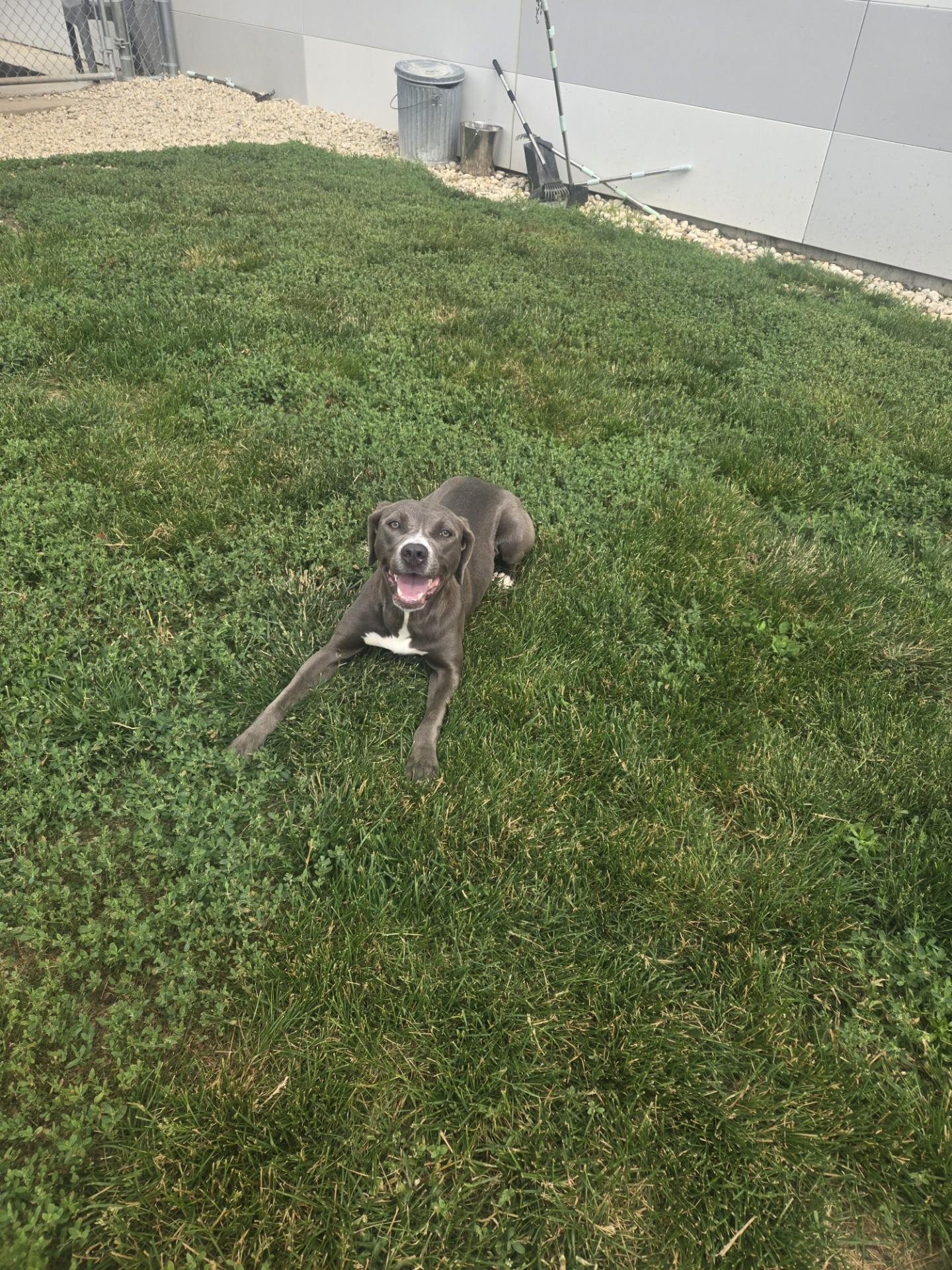 Lucy, adopted, Young Female American Staffordshire Terrier.