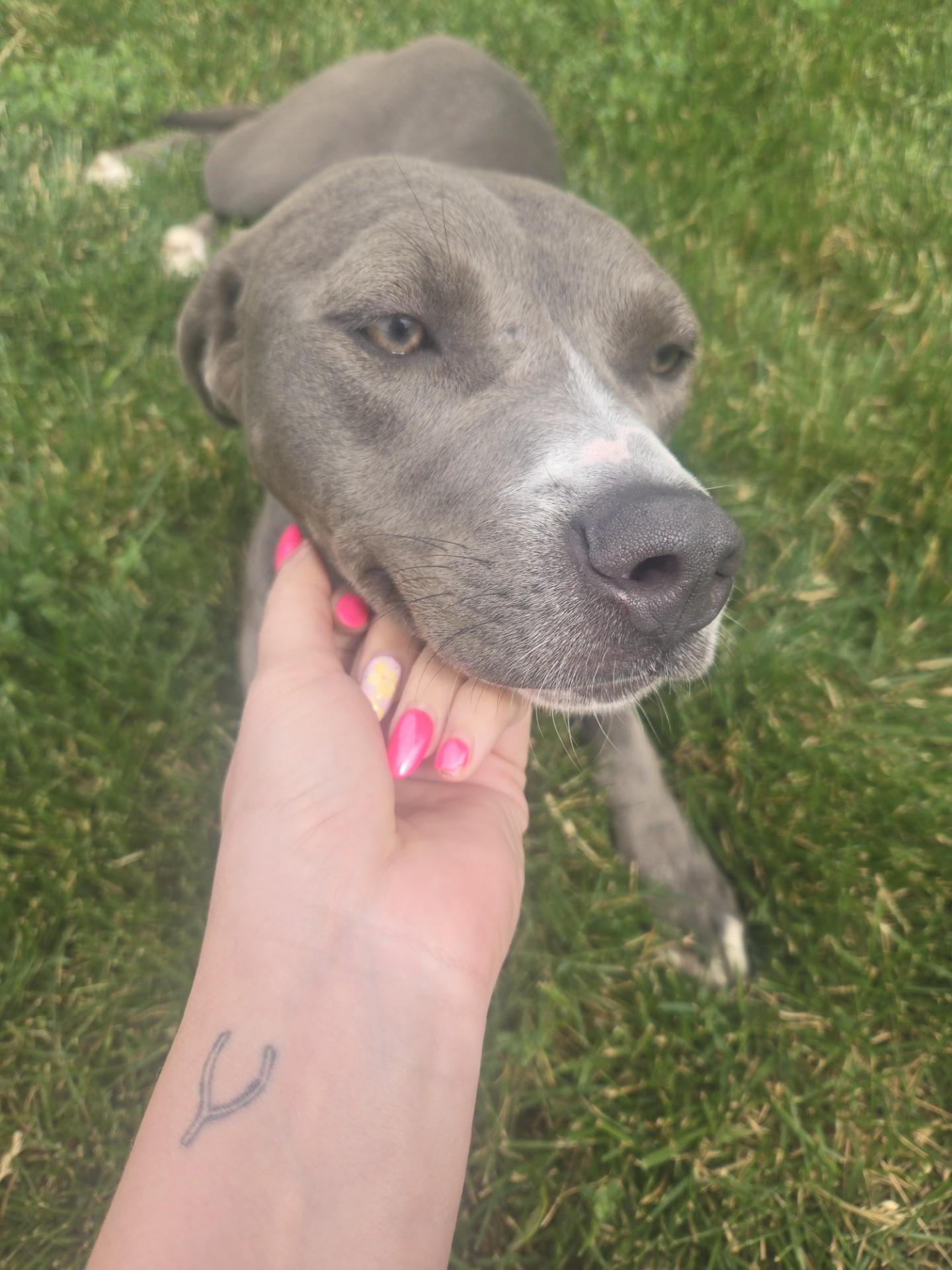 Lucy, an adopted American Staffordshire Terrier in Joliet, IL image 2/2