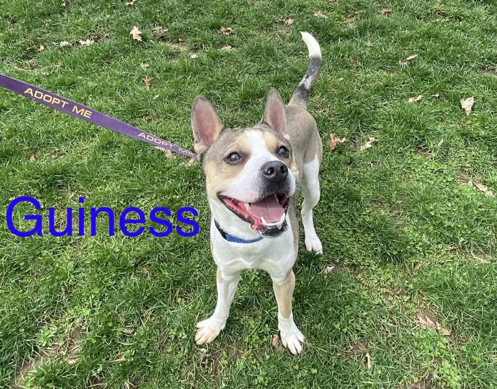 Enlarge Guiness, a Adoptable mixed breed in Kendallville, IN image 2/2