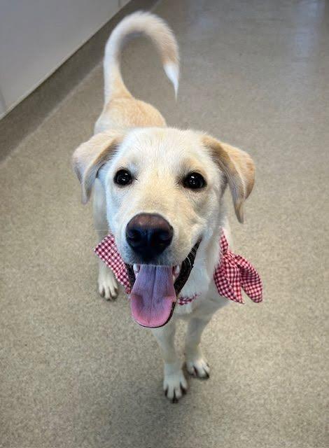 Patrick 12, a ADOPTABLE mixed breed in Killingworth, CT image 5/5