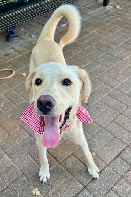 Patrick 12, a ADOPTABLE mixed breed in Killingworth, CT image 1/5