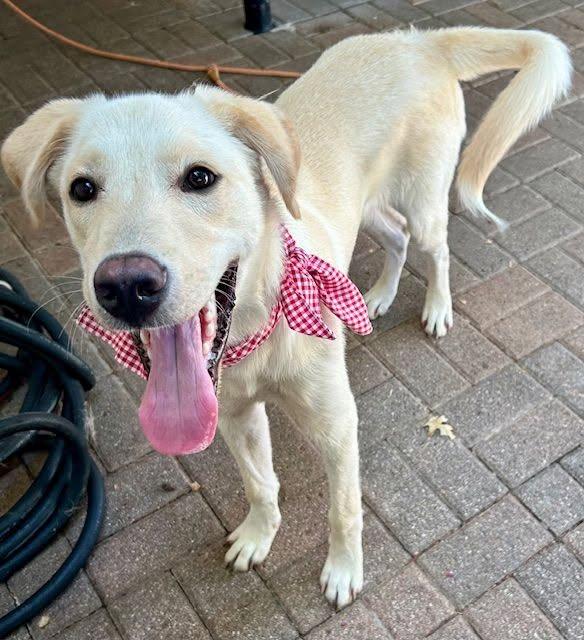 Patrick 12, a ADOPTABLE mixed breed in Killingworth, CT image 2/5