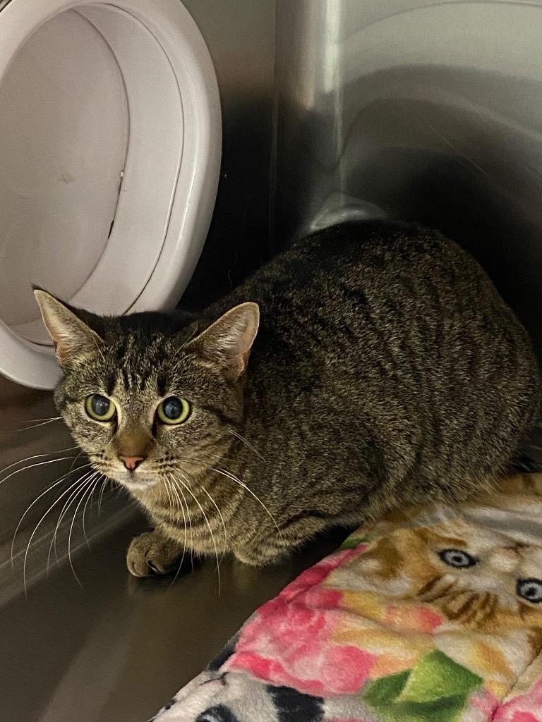 Bessie, Adoptable, Young Female Domestic Short Hair.