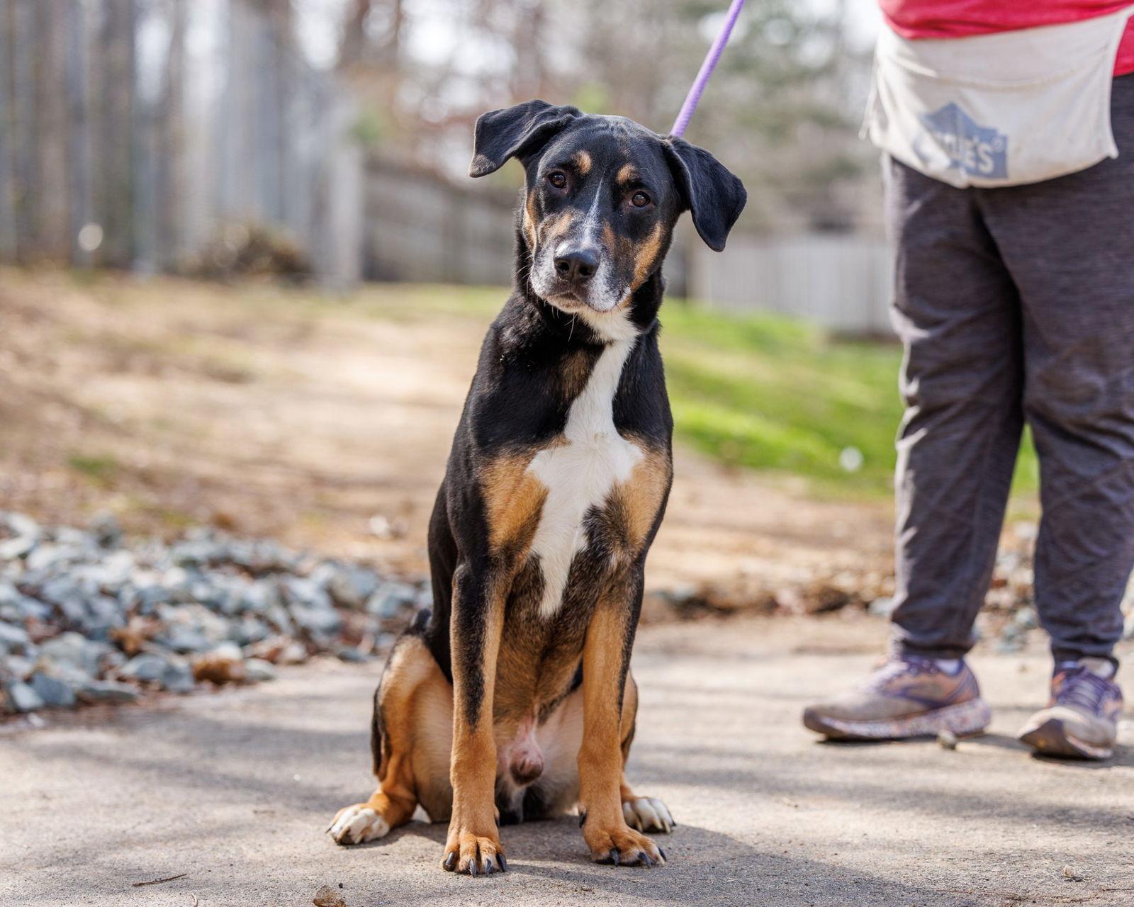 Blueberry, Adoptable, Adult Male Mixed Breed.