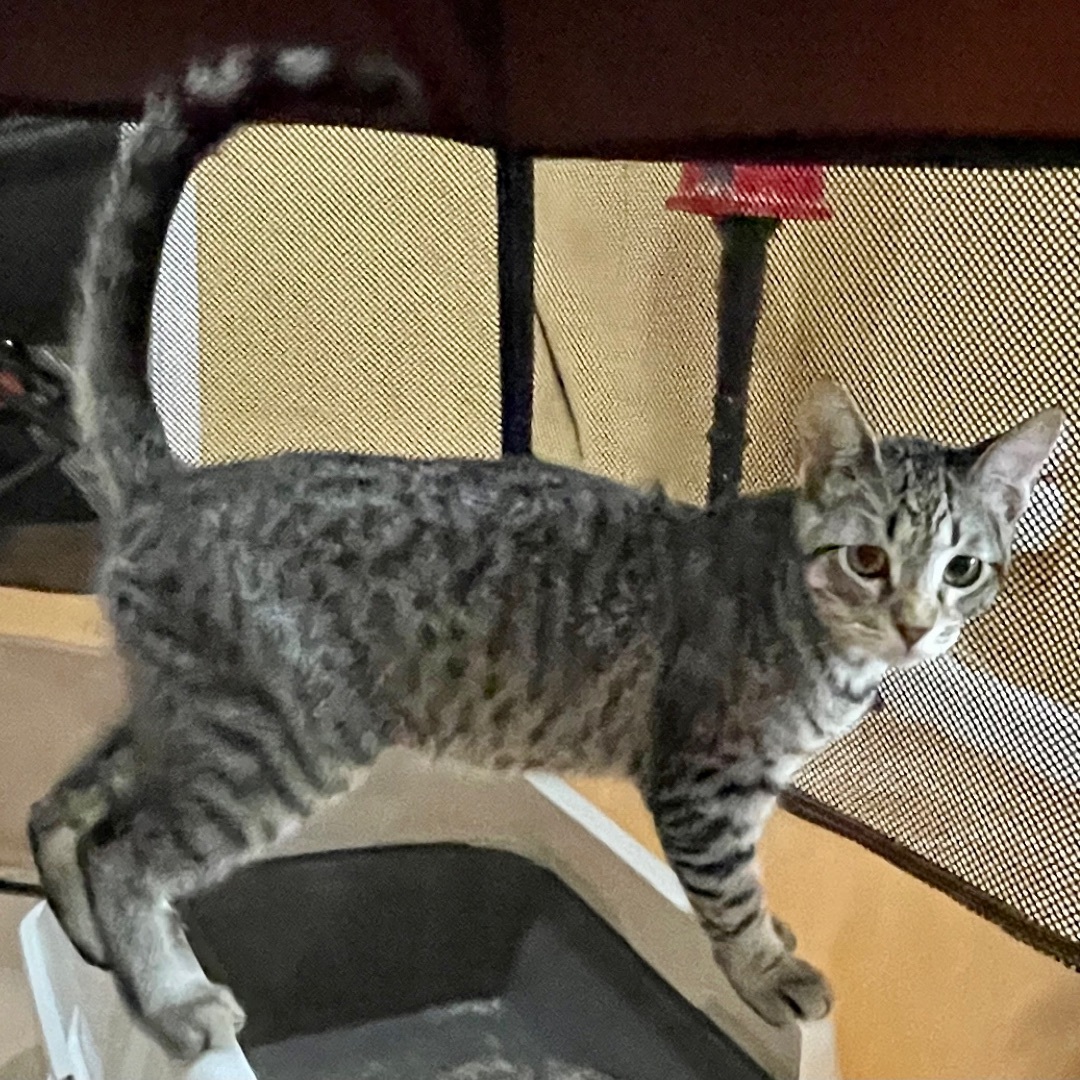 Vinny, Adopted, Young Male Domestic Short Hair & Tabby.