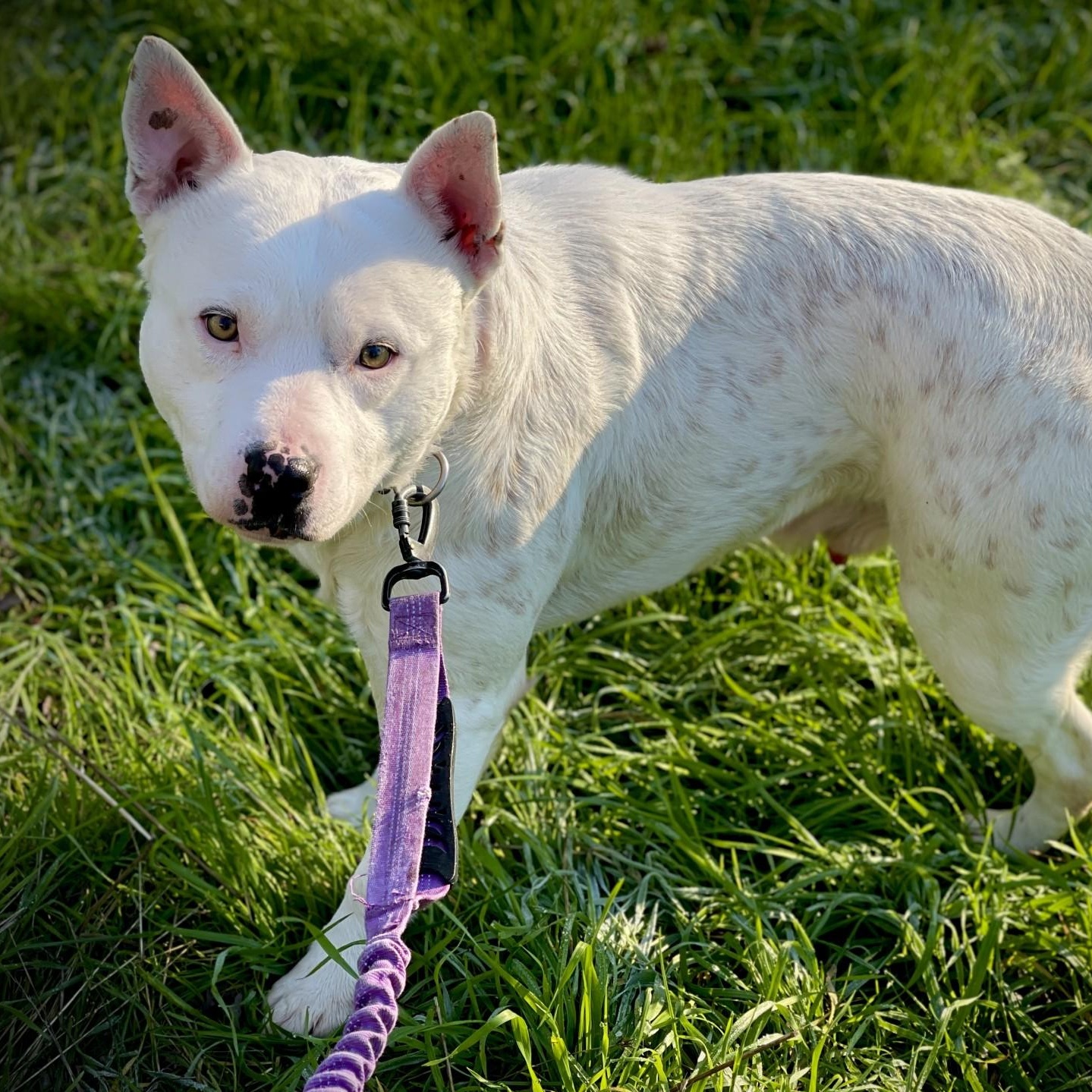 Enlarge Weeman, a ADOPTABLE mixed breed in San Andreas, CA image 2/3