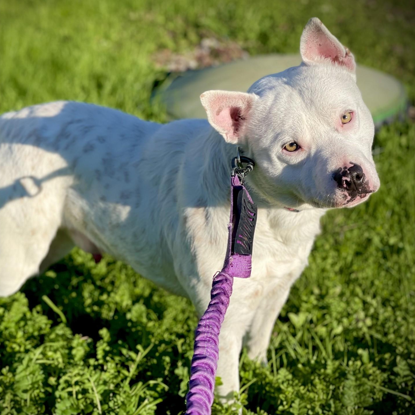 Enlarge Weeman, a ADOPTABLE mixed breed in San Andreas, CA image 3/3