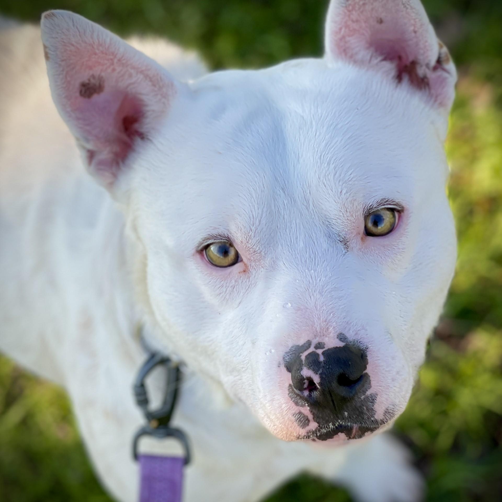 Weeman, ADOPTABLE, Young Male Australian Cattle Dog / Blue Heeler.