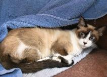Enlarge Snow Bean, a Adopted Snowshoe in St. James City, FL image 1/1
