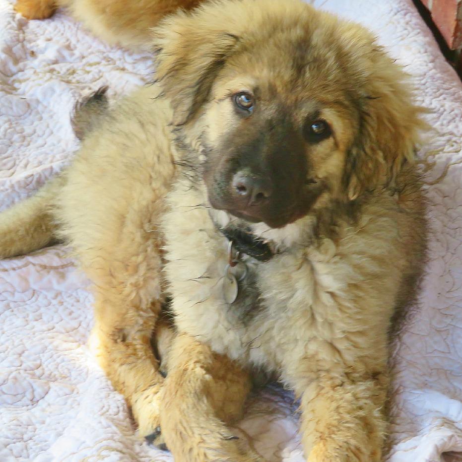Maxim, Adoptable, Puppy Male German Shepherd Dog & Great Pyrenees.