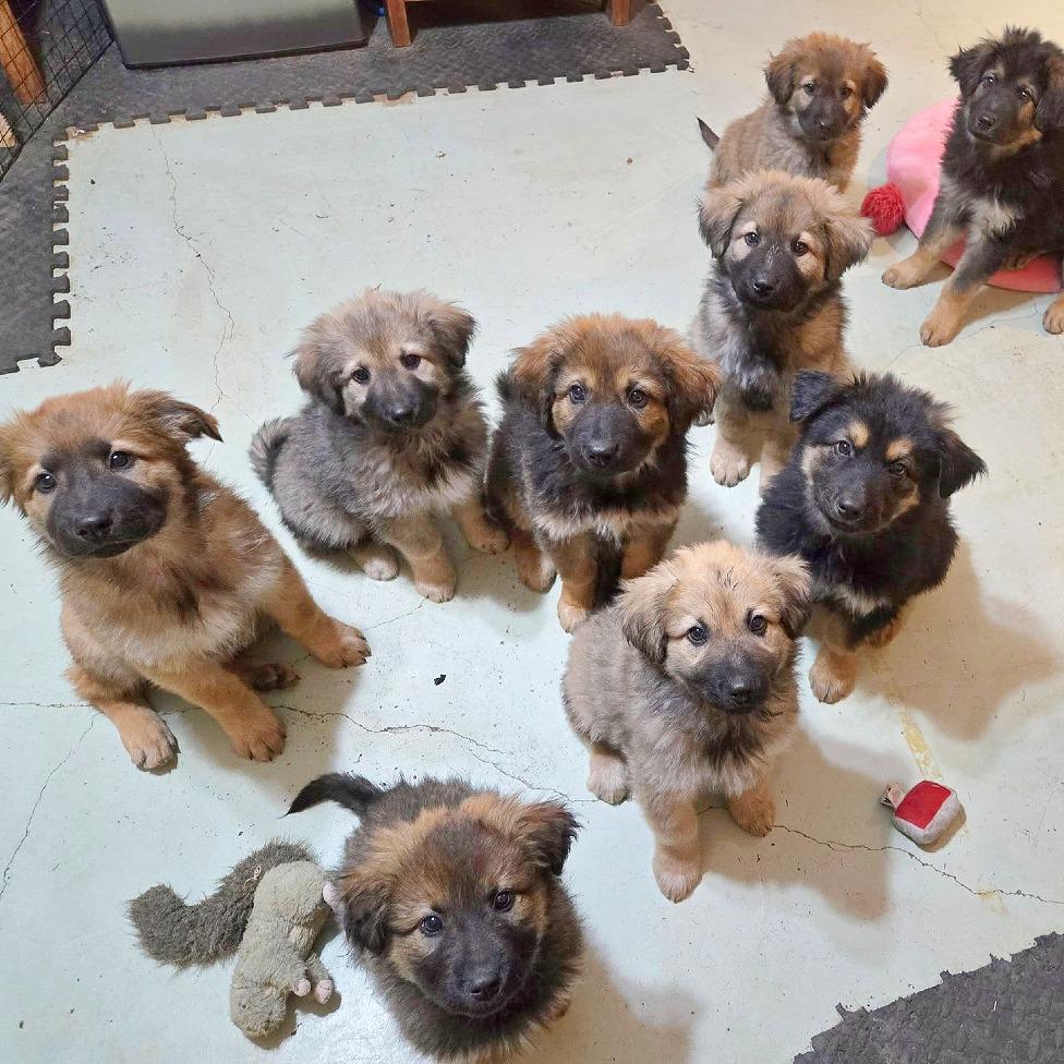 Enlarge Maxim, a Adoptable mixed breed in Flower Mound, TX image 3/4