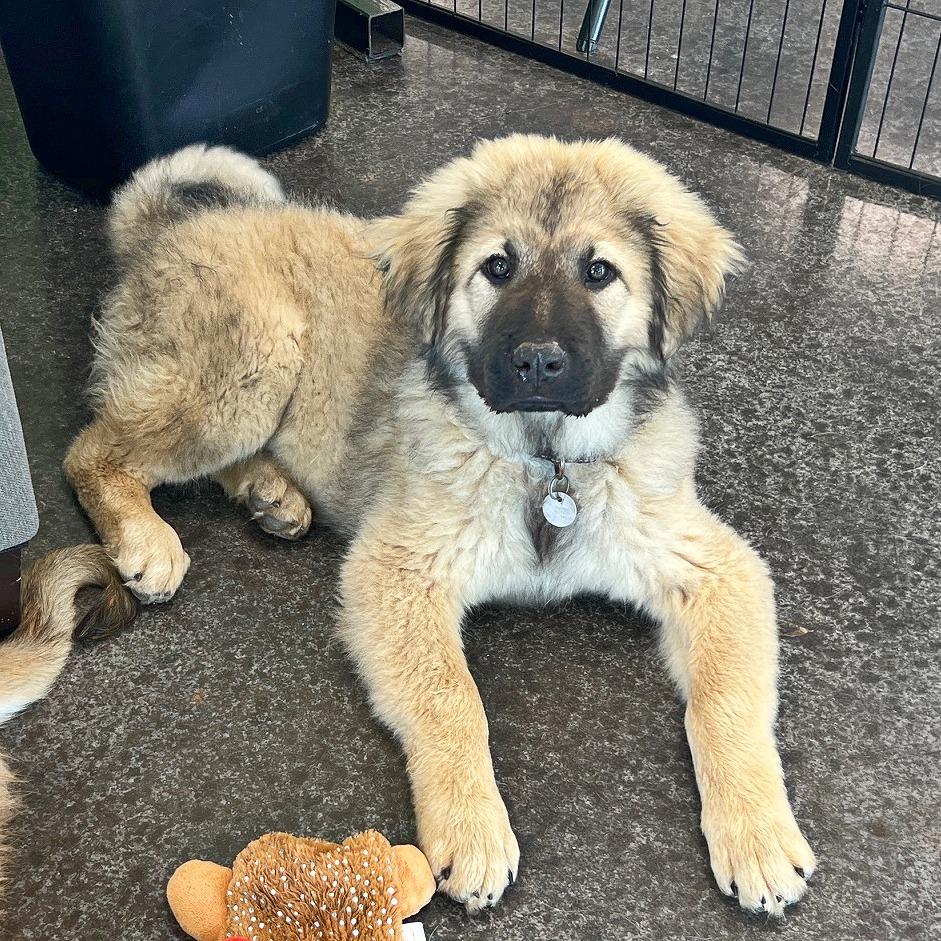 Enlarge Maxim, a Adoptable mixed breed in Flower Mound, TX image 4/4