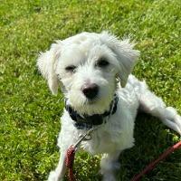 Enlarge Chuck aka Charlie, a ADOPTABLE mixed breed in Albany, NY image 1/1