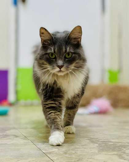 Juniper — thumbnail 2