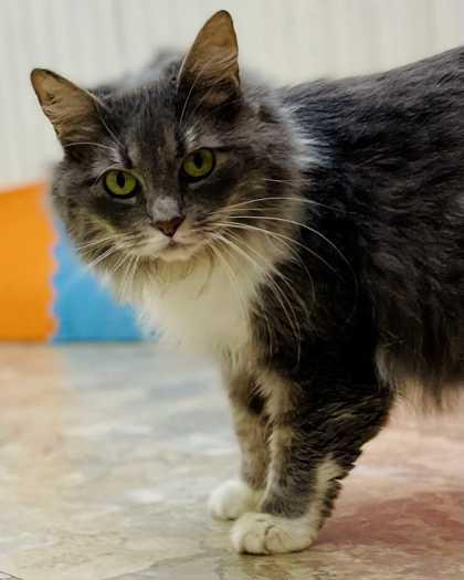 Juniper — thumbnail 3