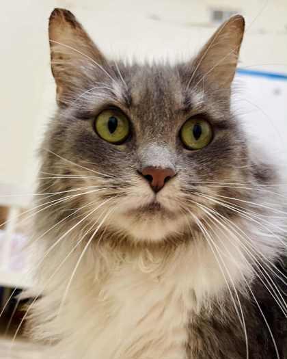 Juniper — thumbnail 4