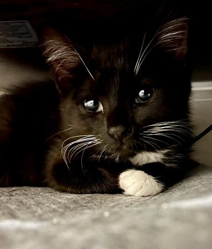 Enlarge Java, a Adoptable mixed breed in Lawrenceville, GA image 1/1