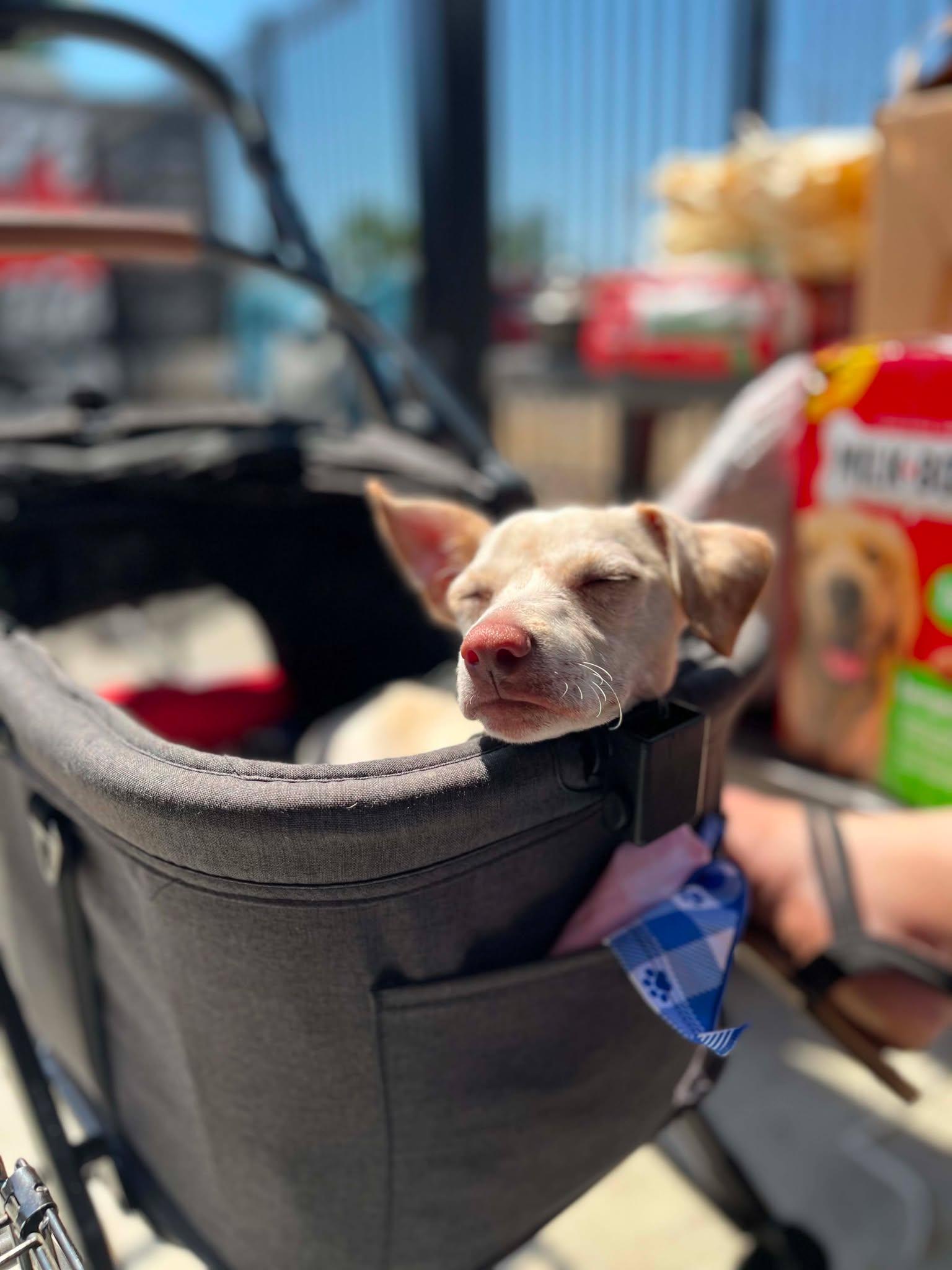Dingo, a Adoptable Chihuahua in Visalia, CA image 1/3