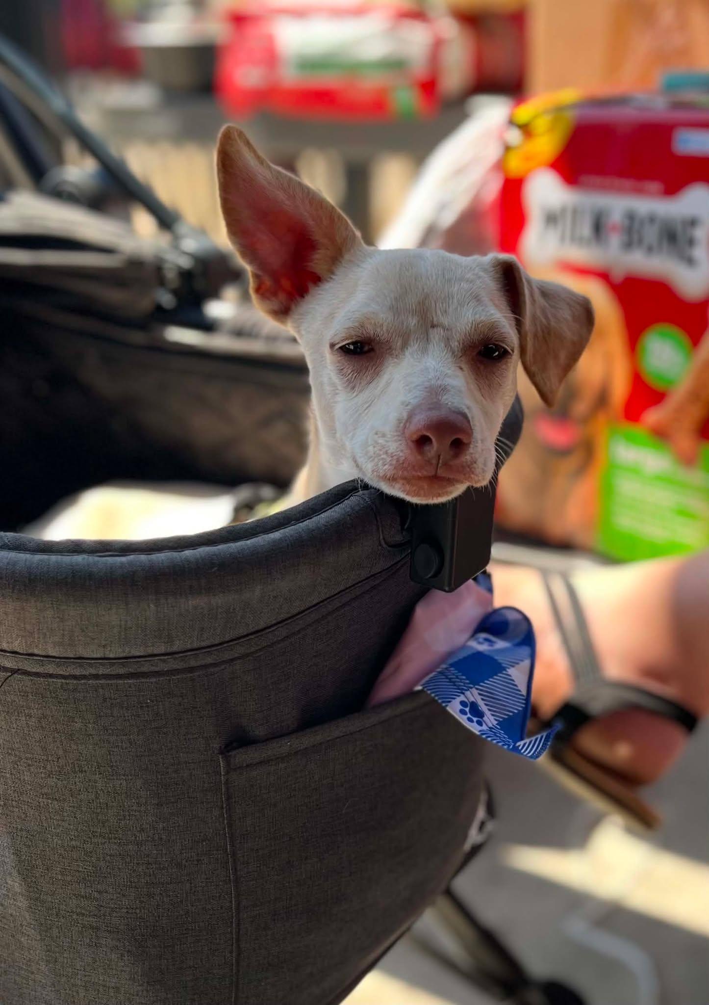 Dingo, a Adoptable Chihuahua in Visalia, CA image 2/3