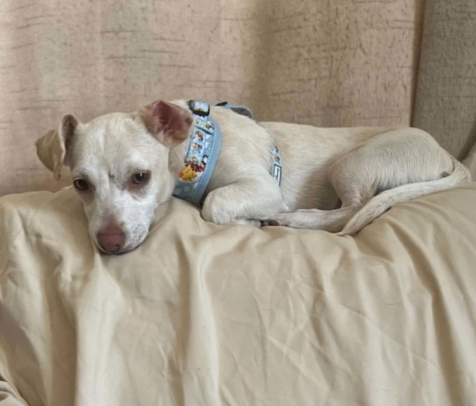Dingo, a Adoptable Chihuahua in Visalia, CA image 3/3