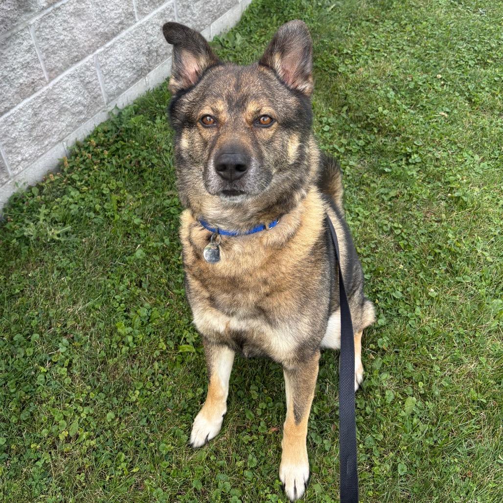 Zeus, Adoptable, Adult Male Mixed Breed.