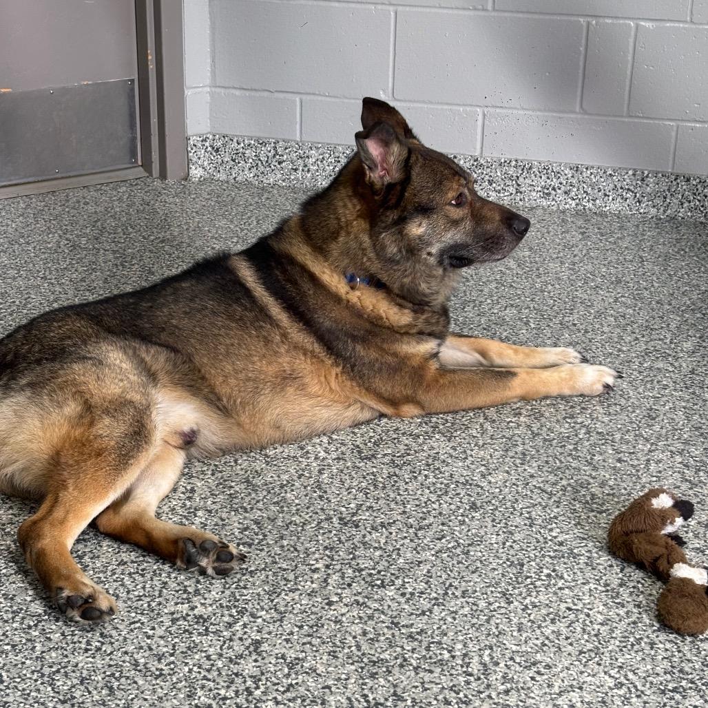 Zeus, a Adoptable Mixed Breed in Brookfield, WI image 2/6