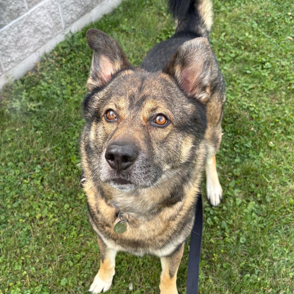Zeus, a Adoptable Mixed Breed in Brookfield, WI image 3/6