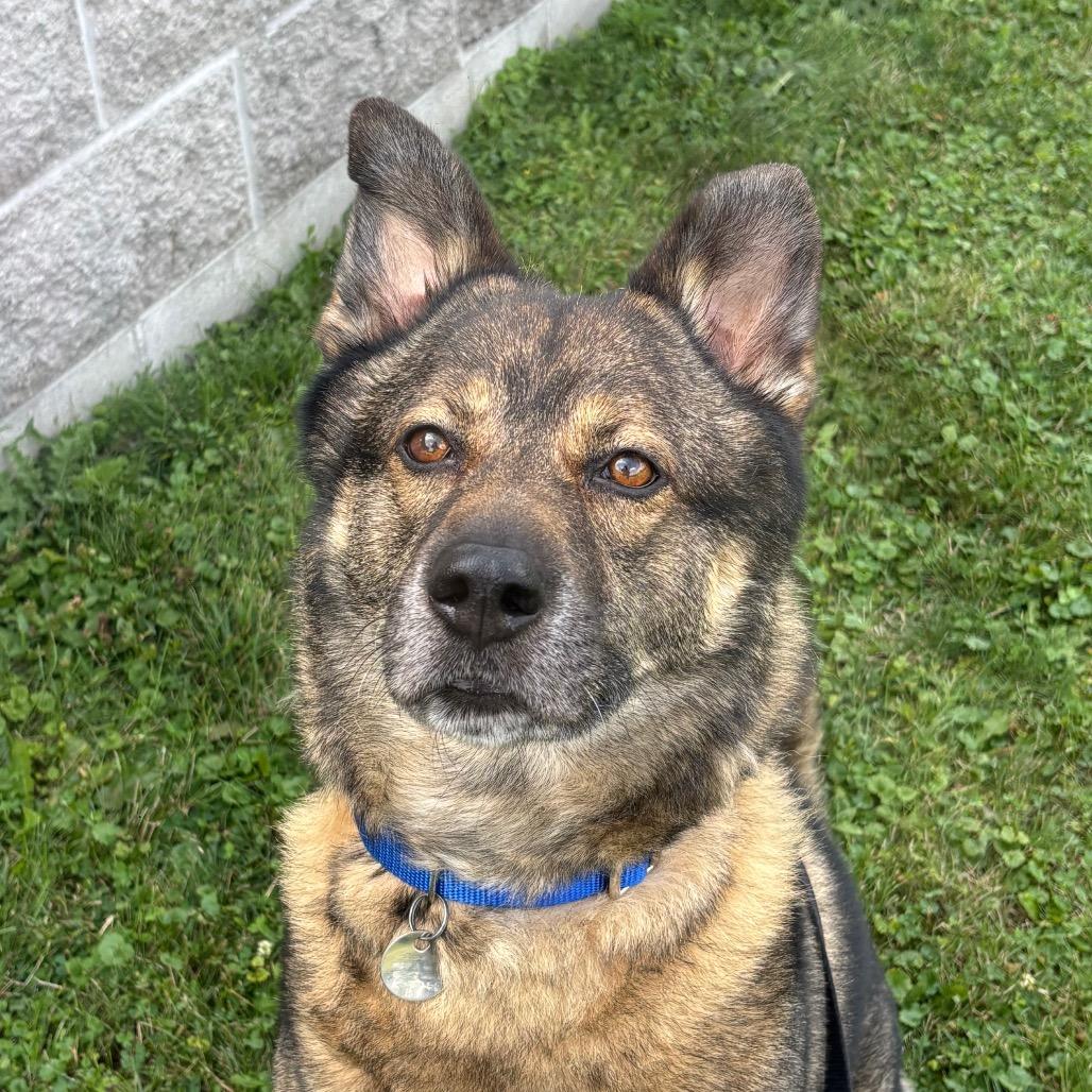 Zeus, a Adoptable Mixed Breed in Brookfield, WI image 4/6