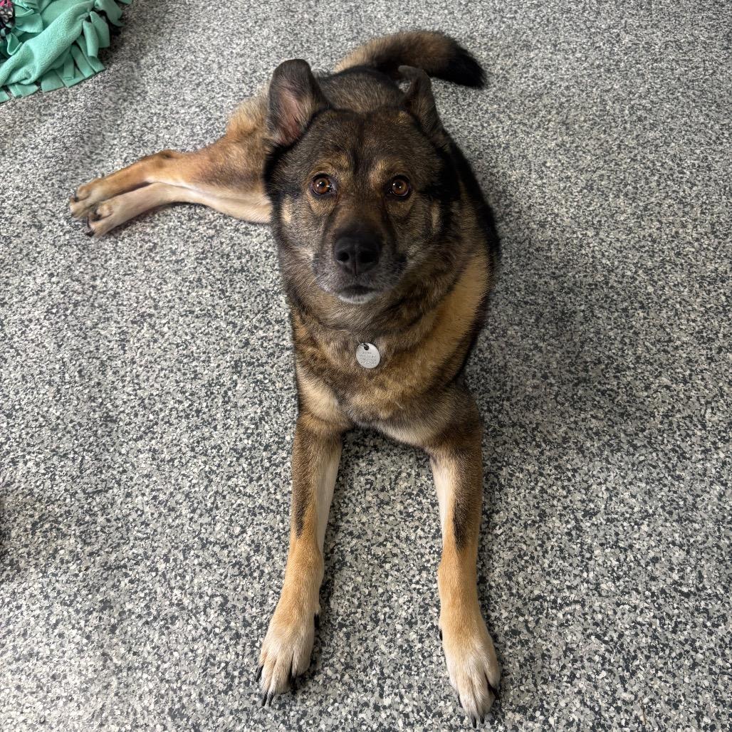 Zeus, a Adoptable Mixed Breed in Brookfield, WI image 5/6