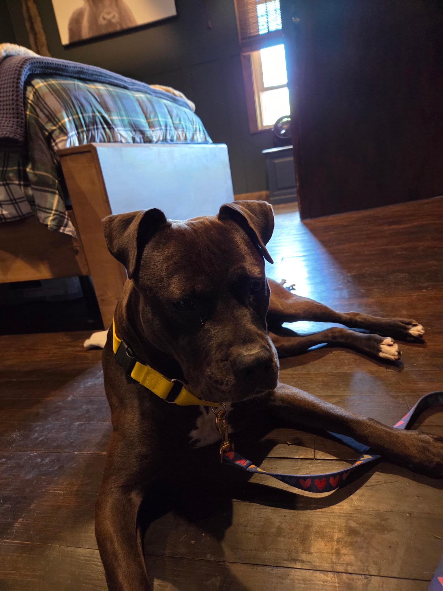 Major Sylvester aka Leo, a Adoptable mixed breed in SAINT MARYS, PA image 6/6