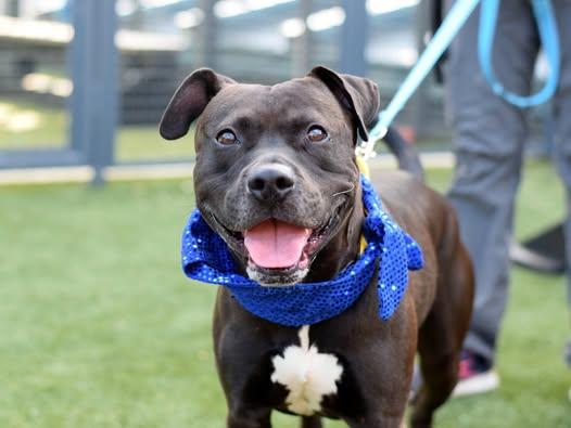 Major Sylvester aka Leo, a Adoptable mixed breed in SAINT MARYS, PA image 2/6