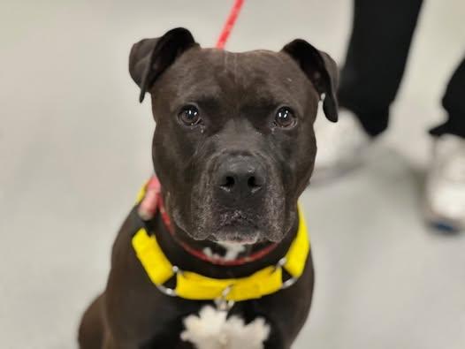 Major Sylvester aka Leo, Adoptable, Adult Male American Staffordshire Terrier.