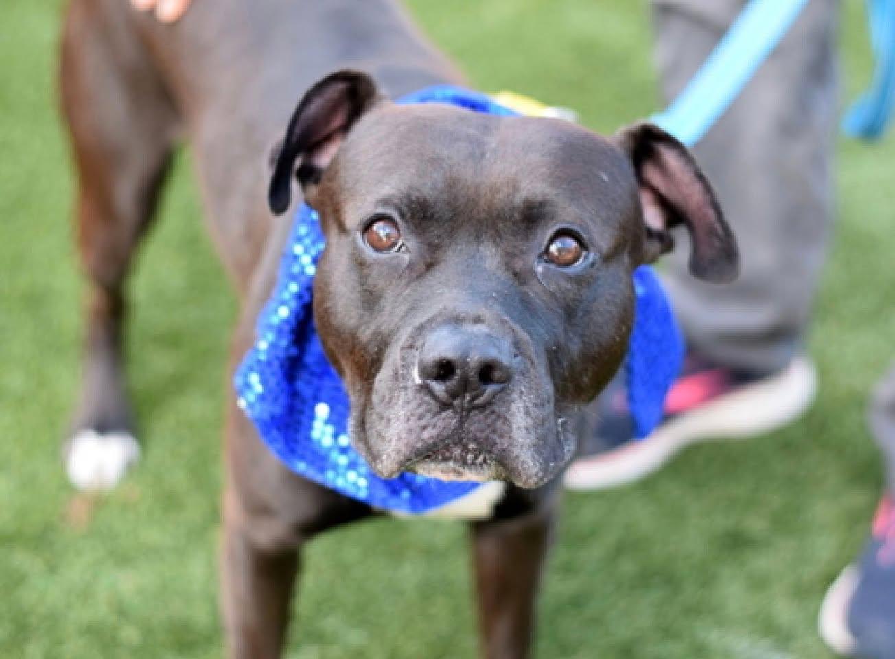 Major Sylvester aka Leo, a Adoptable mixed breed in SAINT MARYS, PA image 4/6