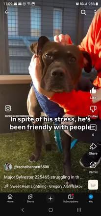 Major Sylvester aka Leo, a Adoptable mixed breed in SAINT MARYS, PA image 5/6