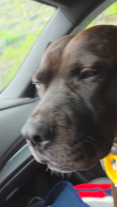 Enlarge Major Sylvester aka Leo, a Adoptable mixed breed in SAINT MARYS, PA video 3/6