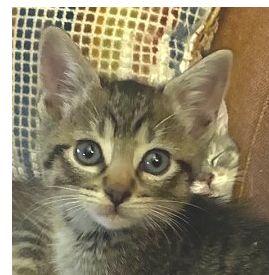 Charlie, Adoptable, Kitten Male Domestic Short Hair.