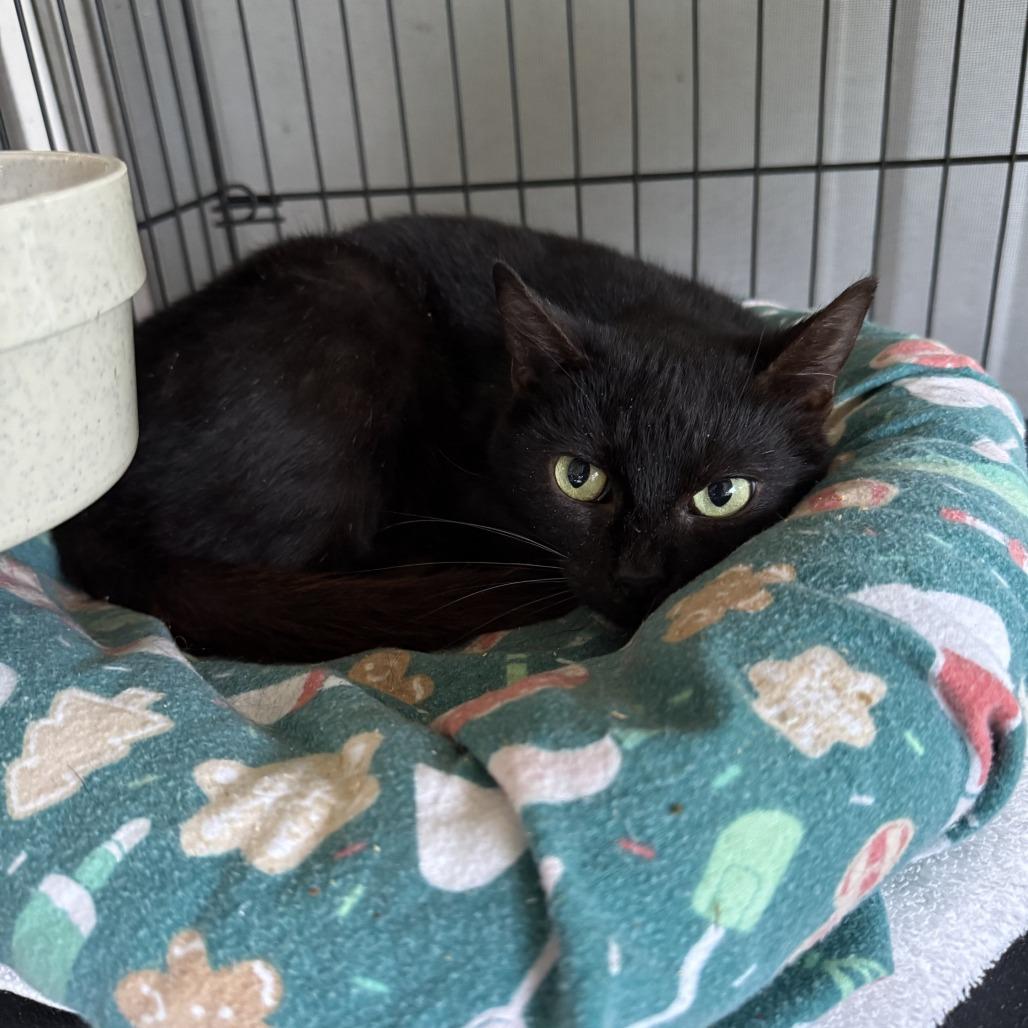 Rosaria — thumbnail 3