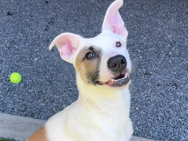 Enlarge TAMBERINE, a Adoptable mixed breed in Moreno Valley, CA image 1/1