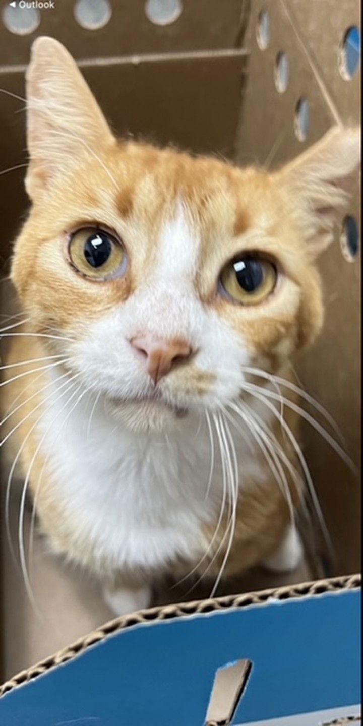 Gum Drop - One Look and You'll Melt, Adoptable, Adult Male American Shorthair.