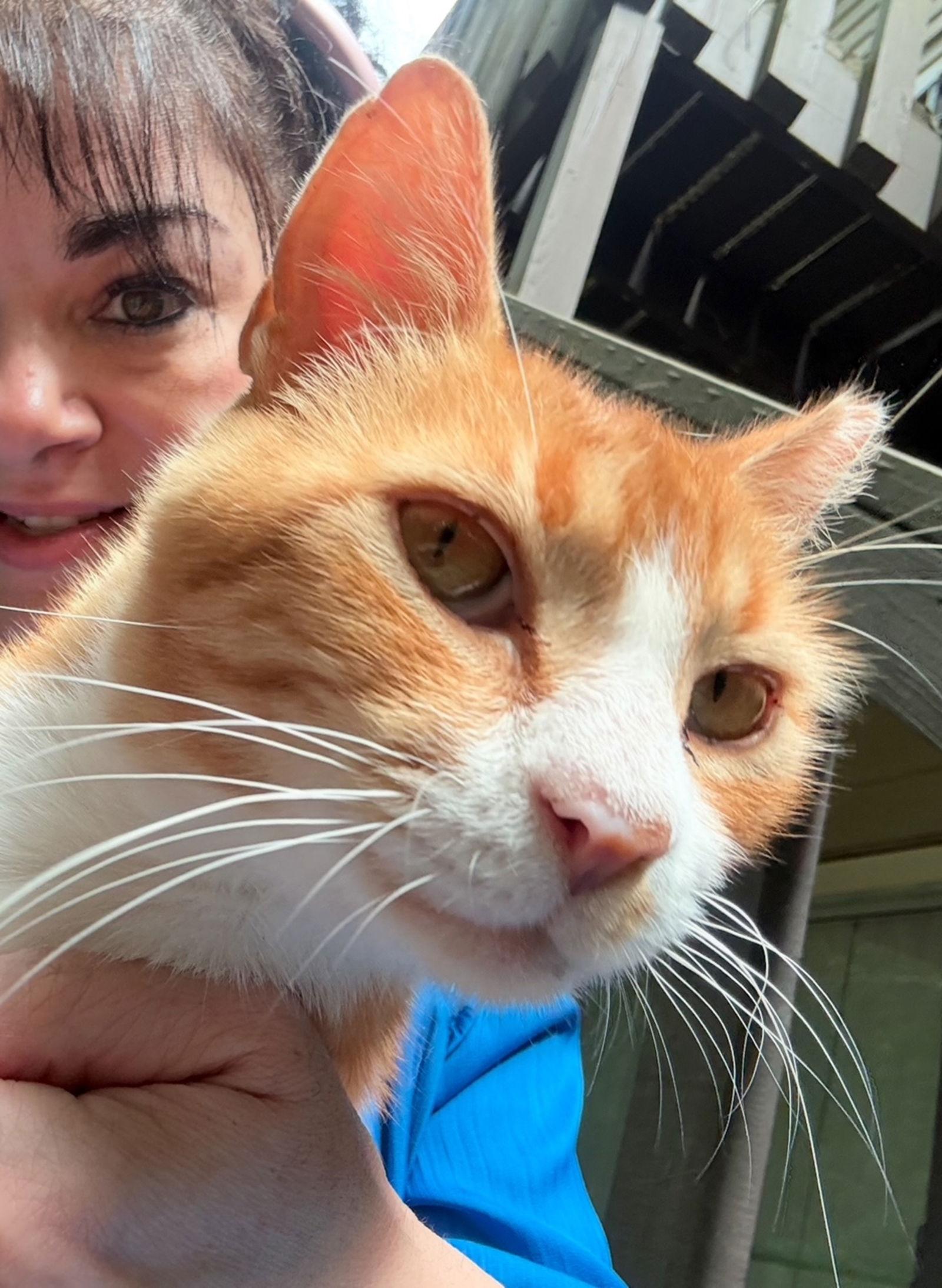 Gum Drop - One Look and You'll Melt, a Adoptable American Shorthair in Atlanta, GA image 2/3