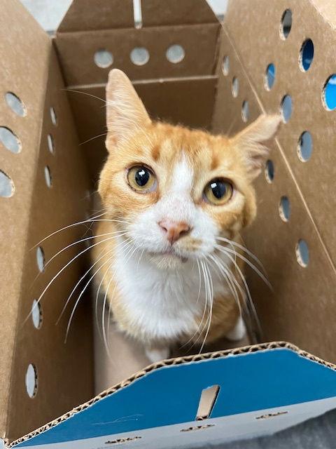 Gum Drop - One Look and You'll Melt, a Adoptable American Shorthair in Atlanta, GA image 3/3