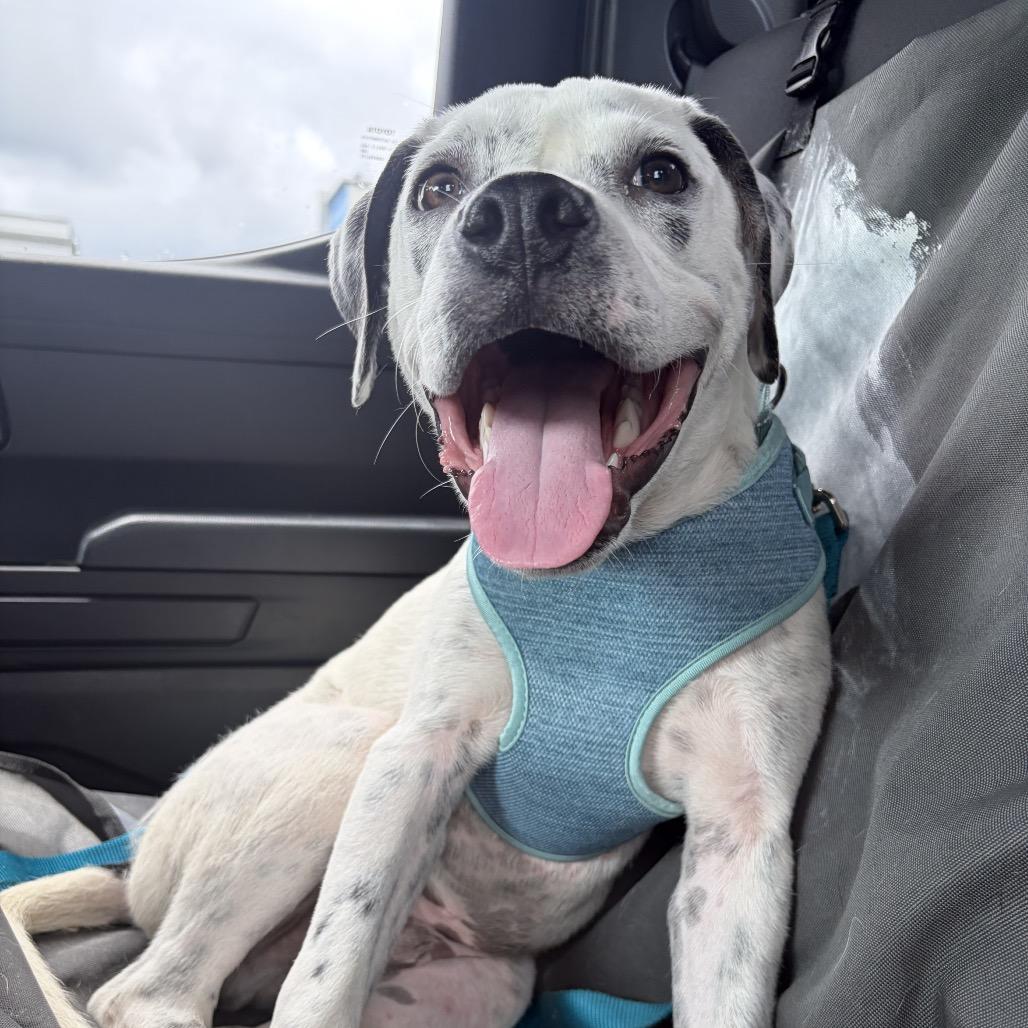 Enlarge Ryland, a Adoptable Mixed Breed in Summerville, SC image 1/6