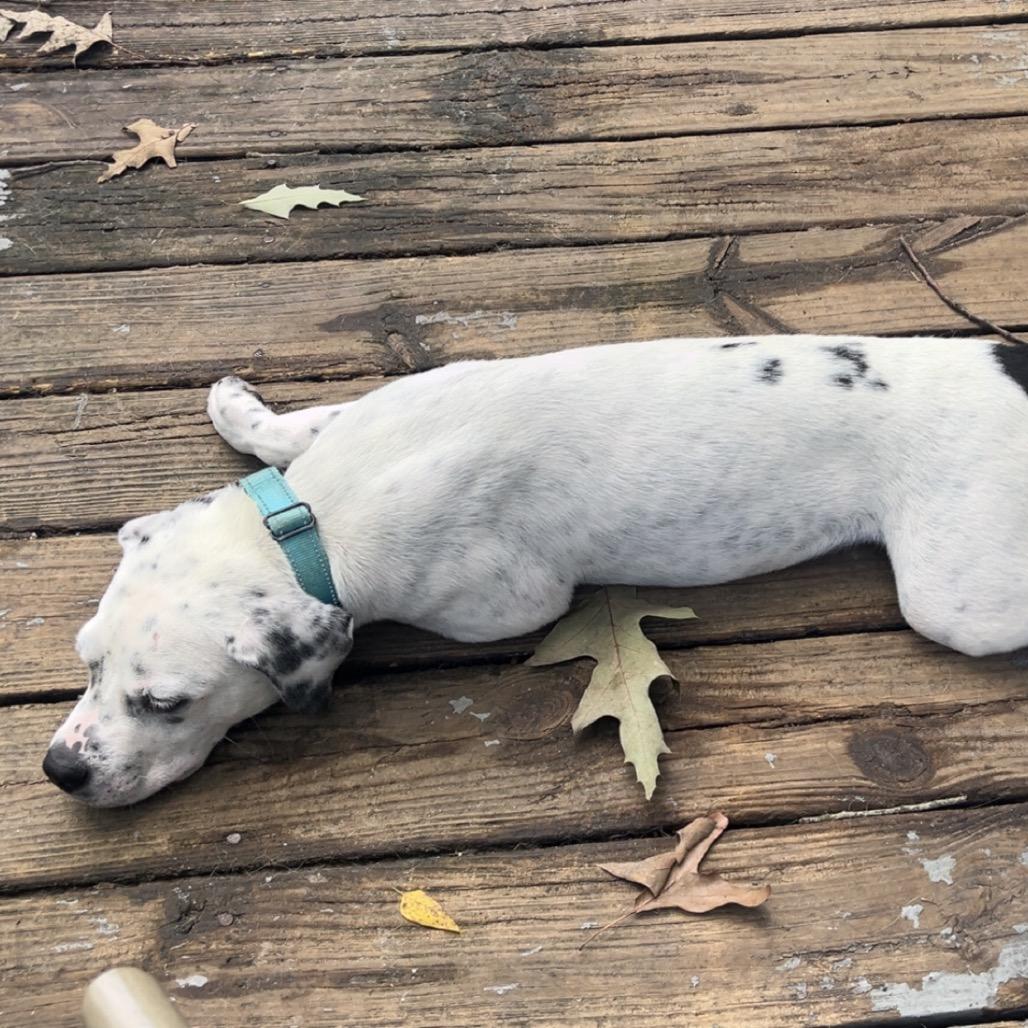 Enlarge Ryland, a Adoptable Mixed Breed in Summerville, SC image 3/6