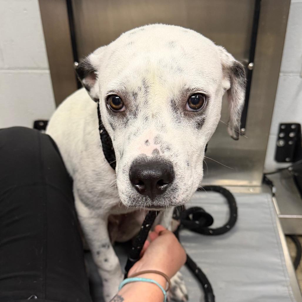 Enlarge Ryland, a Adoptable Mixed Breed in Summerville, SC image 4/6