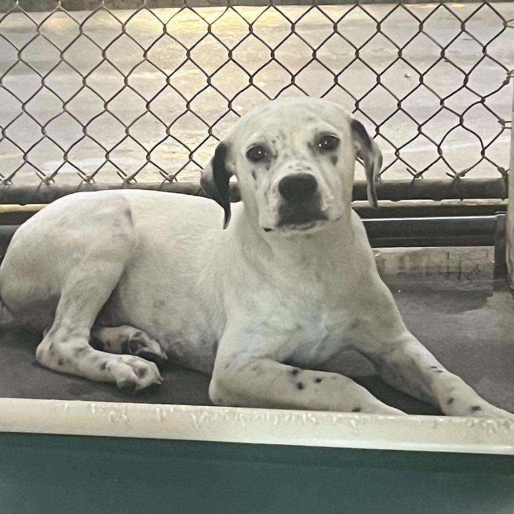 Enlarge Ryland, a Adoptable Mixed Breed in Summerville, SC image 5/6