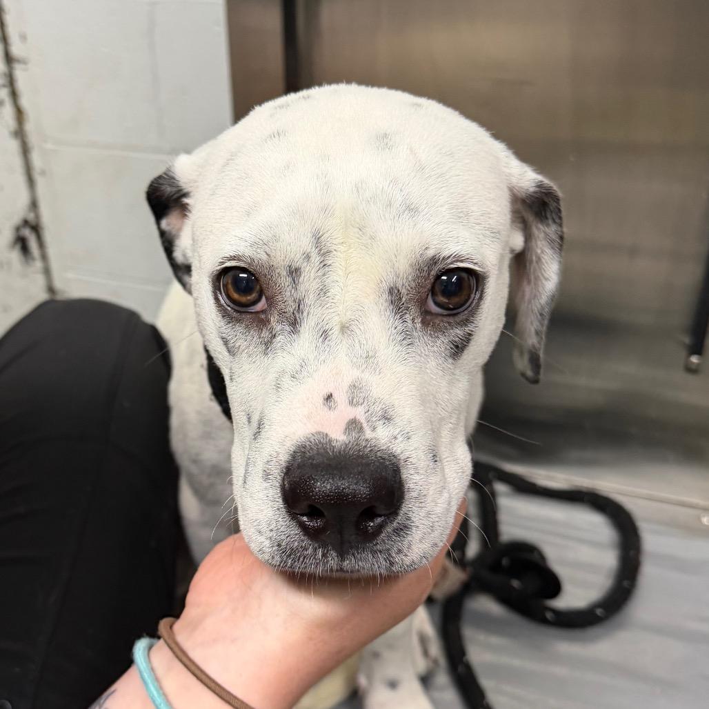 Enlarge Ryland, a Adoptable Mixed Breed in Summerville, SC image 6/6