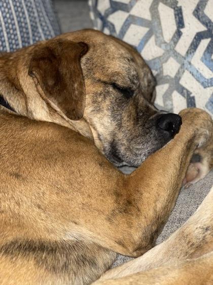 Harley — thumbnail 3