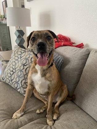 Harley — thumbnail 4